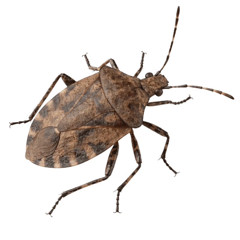 Stink Bugs
