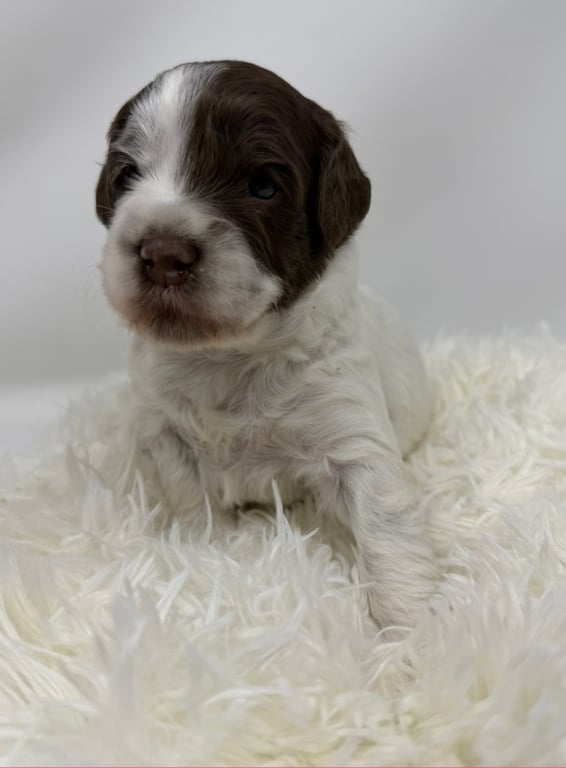 Orange Collar, an Australian Labradoodle from Tarheel Labradoodles based in Troutman, North Carolina, an Australian Labradoodle silver paw, ALAA certified breeder.