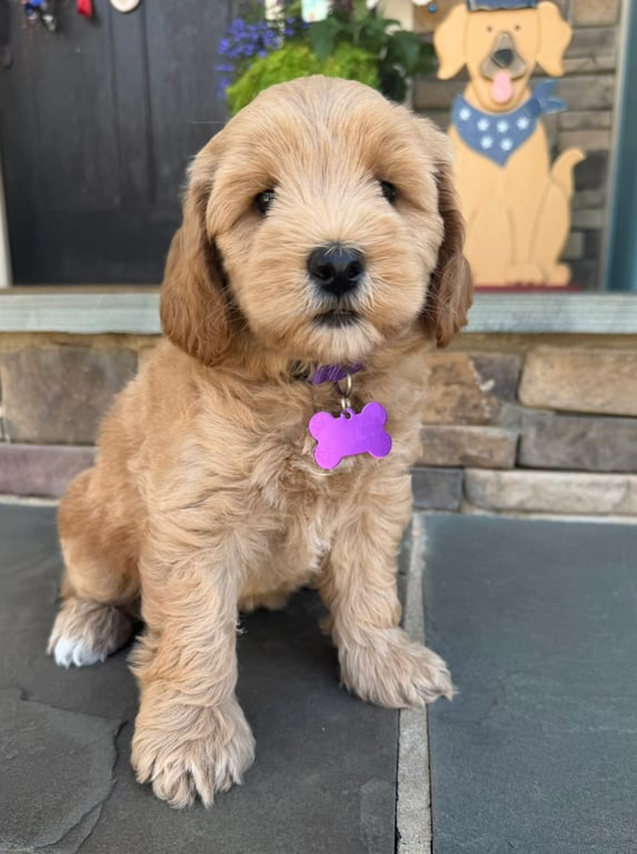 Purple Collar, an Australian Labradoodle from Tarheel Labradoodles based in Troutman, North Carolina, an Australian Labradoodle silver paw, ALAA certified breeder.