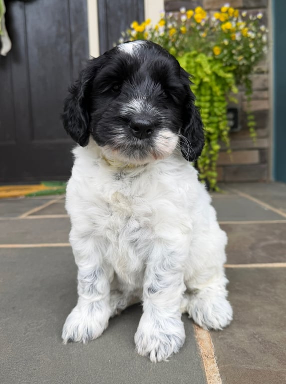 Yellow Collar, an Australian Labradoodle from Tarheel Labradoodles based in Troutman, North Carolina, an Australian Labradoodle silver paw, ALAA certified breeder.