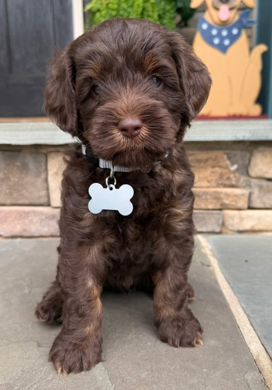 Gray Collar, an Australian Labradoodle from Tarheel Labradoodles based in Troutman, North Carolina, an Australian Labradoodle silver paw, ALAA certified breeder.