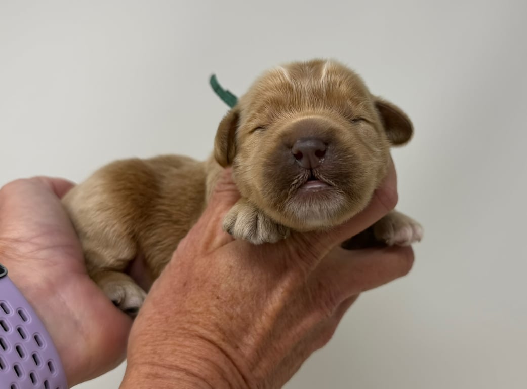 Blue Collar, an Australian Labradoodle from Tarheel Labradoodles based in Troutman, North Carolina, an Australian Labradoodle silver paw, ALAA certified breeder.