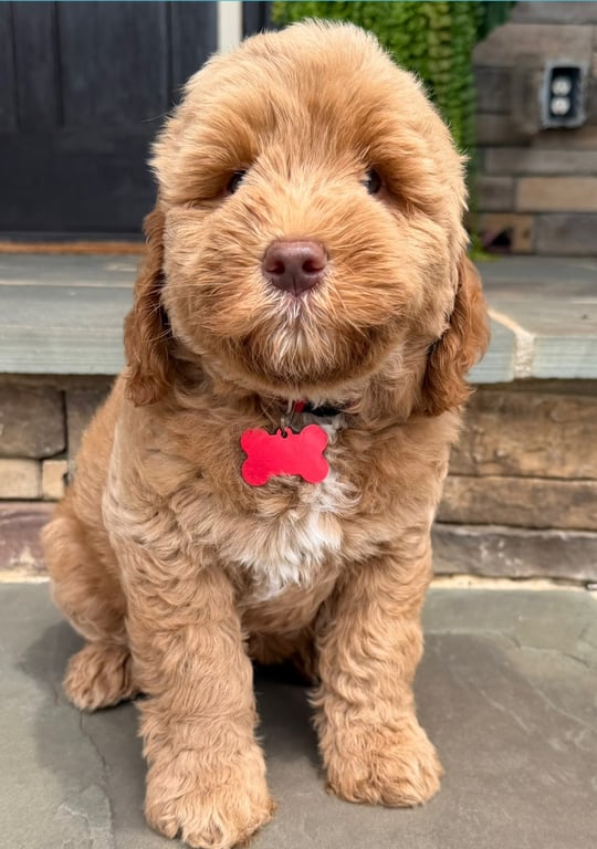 Red Collar, an Australian Labradoodle from Tarheel Labradoodles based in Troutman, North Carolina, an Australian Labradoodle silver paw, ALAA certified breeder.