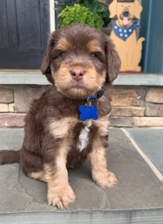 Blue Collar, an Australian Labradoodle from Tarheel Labradoodles based in Troutman, North Carolina, an Australian Labradoodle silver paw, ALAA certified breeder.