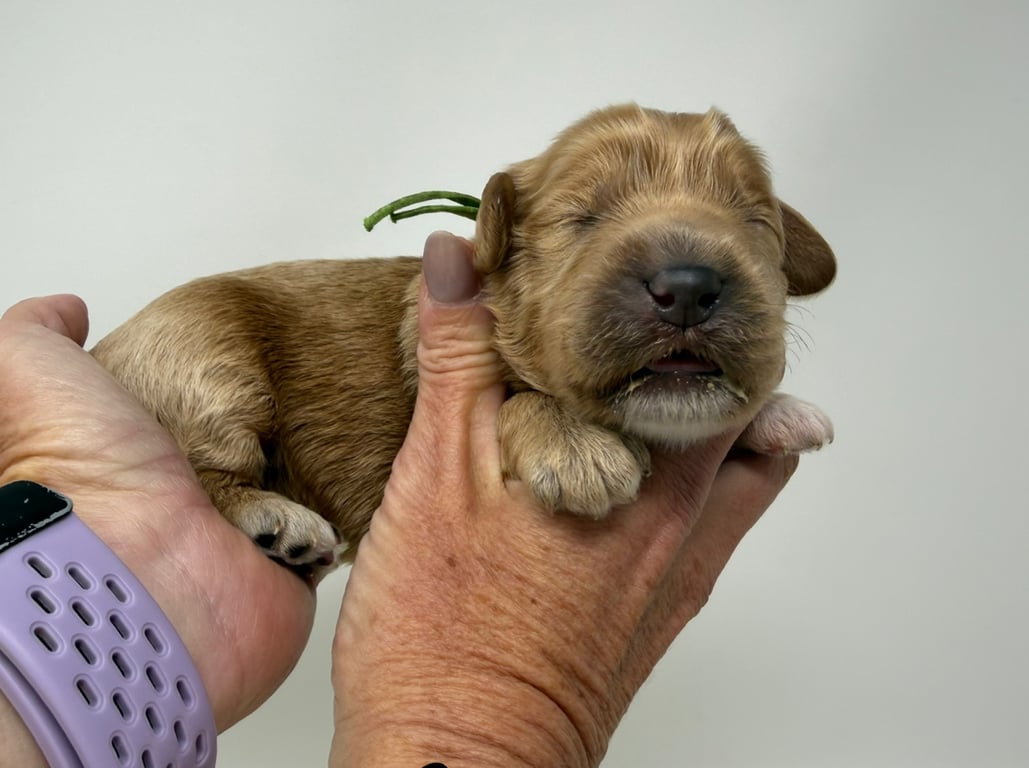 Green Collar, an Australian Labradoodle from Tarheel Labradoodles based in Troutman, North Carolina, an Australian Labradoodle silver paw, ALAA certified breeder.