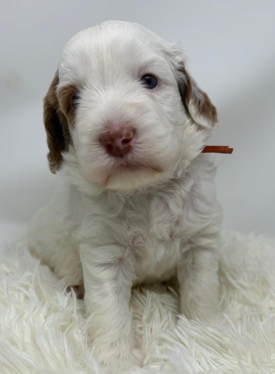 Orange Collar, an Australian Labradoodle from Tarheel Labradoodles based in Troutman, North Carolina, an Australian Labradoodle silver paw, ALAA certified breeder.