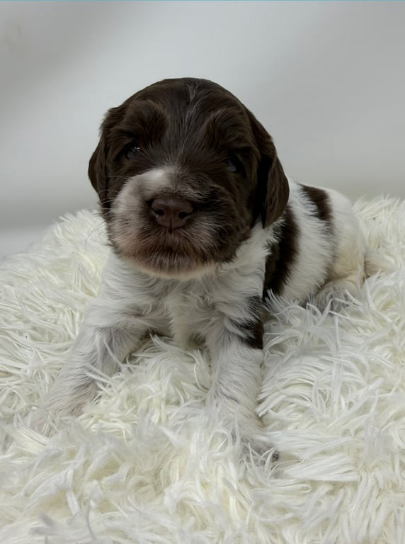 Red Collar, an Australian Labradoodle from Tarheel Labradoodles based in Troutman, North Carolina, an Australian Labradoodle silver paw, ALAA certified breeder.