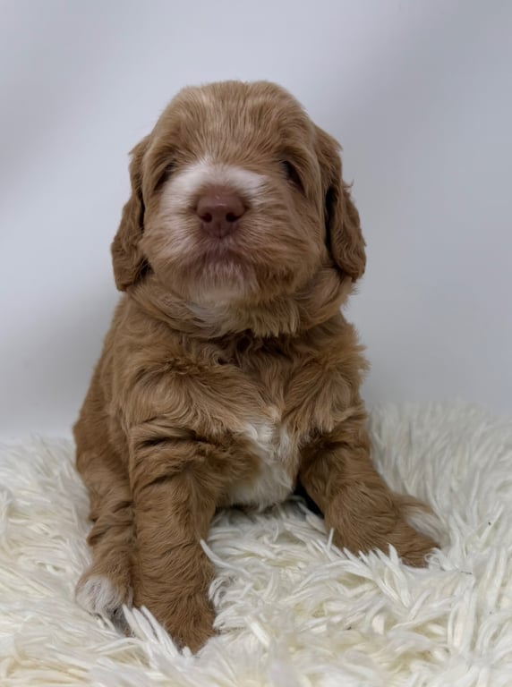 Red Collar, an Australian Labradoodle from Tarheel Labradoodles based in Troutman, North Carolina, an Australian Labradoodle silver paw, ALAA certified breeder.