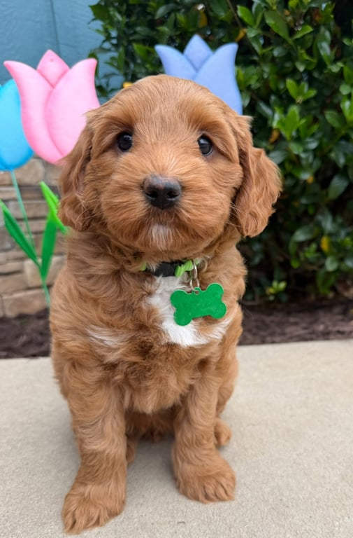 Green Collar, an Australian Labradoodle from Tarheel Labradoodles based in Troutman, North Carolina, an Australian Labradoodle silver paw, ALAA certified breeder.