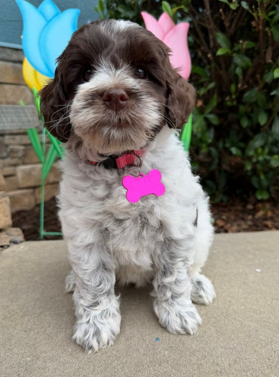 Pink Collar, an Australian Labradoodle from Tarheel Labradoodles based in Troutman, North Carolina, an Australian Labradoodle silver paw, ALAA certified breeder.