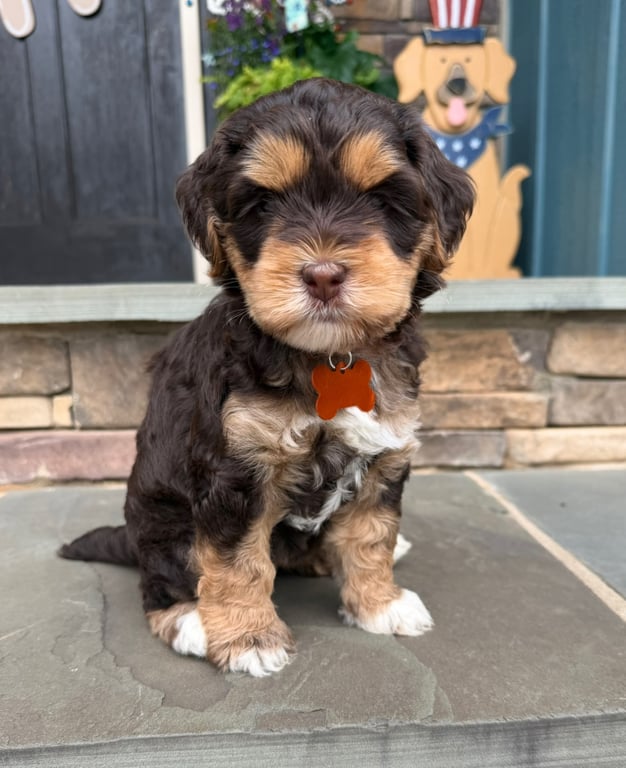 Orange Collar, an Australian Labradoodle from Tarheel Labradoodles based in Troutman, North Carolina, an Australian Labradoodle silver paw, ALAA certified breeder.