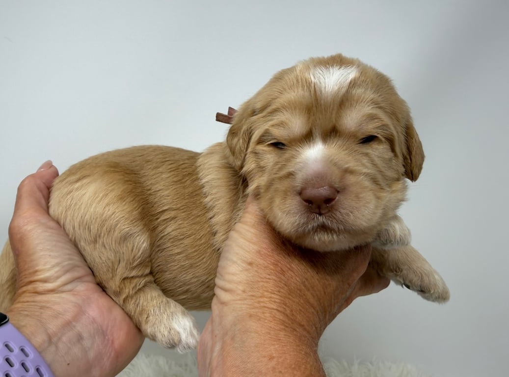 Purple Collar, an Australian Labradoodle from Tarheel Labradoodles based in Troutman, North Carolina, an Australian Labradoodle silver paw, ALAA certified breeder.