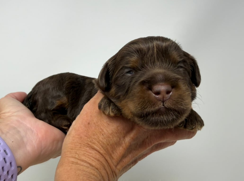 Red Collar, an Australian Labradoodle from Tarheel Labradoodles based in Troutman, North Carolina, an Australian Labradoodle silver paw, ALAA certified breeder.
