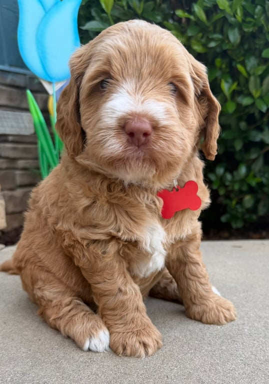 Red Collar, an Australian Labradoodle from Tarheel Labradoodles based in Troutman, North Carolina, an Australian Labradoodle silver paw, ALAA certified breeder.