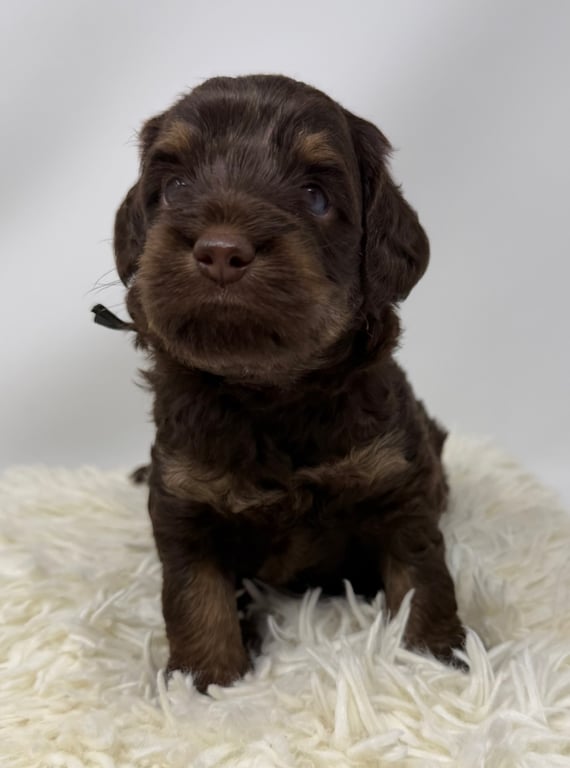 Black Collar, an Australian Labradoodle from Tarheel Labradoodles based in Troutman, North Carolina, an Australian Labradoodle silver paw, ALAA certified breeder.