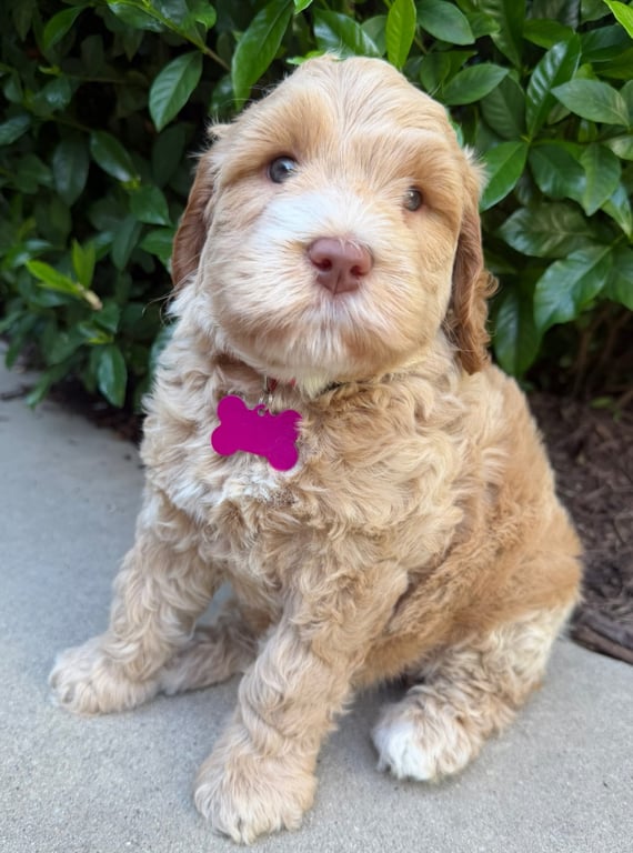 Pink Collar, an Australian Labradoodle from Tarheel Labradoodles based in Troutman, North Carolina, an Australian Labradoodle silver paw, ALAA certified breeder.