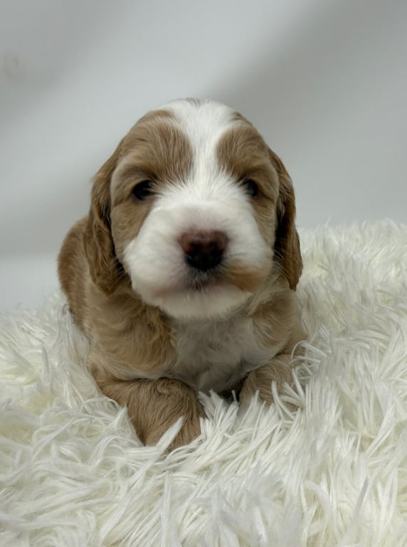 Pink Collar, an Australian Labradoodle from Tarheel Labradoodles based in Troutman, North Carolina, an Australian Labradoodle silver paw, ALAA certified breeder.