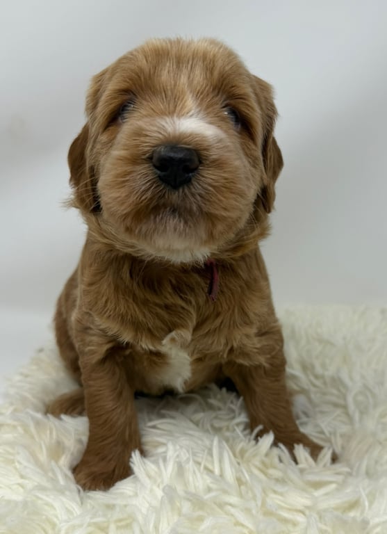 Pink Collar, an Australian Labradoodle from Tarheel Labradoodles based in Troutman, North Carolina, an Australian Labradoodle silver paw, ALAA certified breeder.