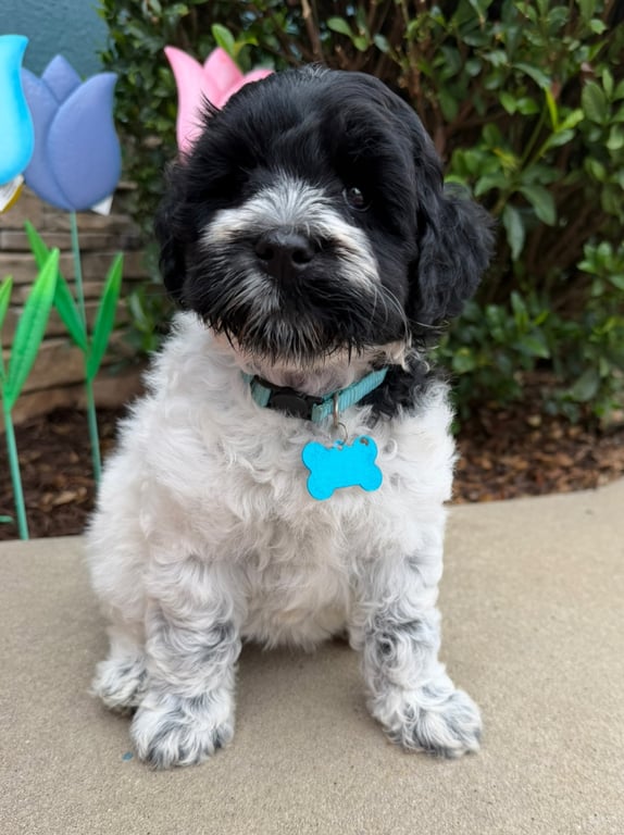 Teal Collar, an Australian Labradoodle from Tarheel Labradoodles based in Troutman, North Carolina, an Australian Labradoodle silver paw, ALAA certified breeder.