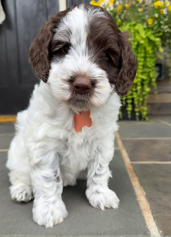 Orange Collar, an Australian Labradoodle from Tarheel Labradoodles based in Troutman, North Carolina, an Australian Labradoodle silver paw, ALAA certified breeder.