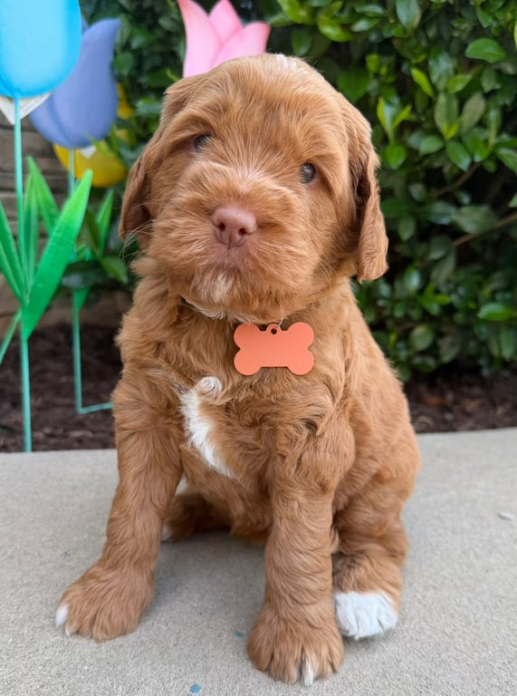 Orange Collar, an Australian Labradoodle from Tarheel Labradoodles based in Troutman, North Carolina, an Australian Labradoodle silver paw, ALAA certified breeder.
