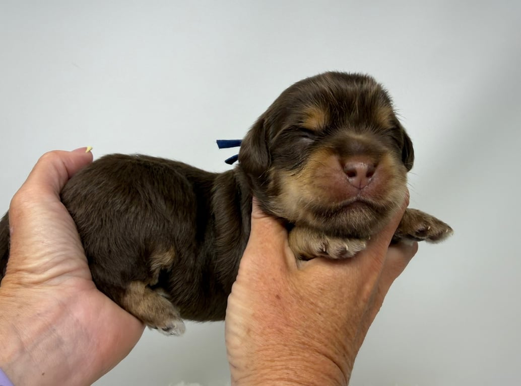 Blue Collar, an Australian Labradoodle from Tarheel Labradoodles based in Troutman, North Carolina, an Australian Labradoodle silver paw, ALAA certified breeder.
