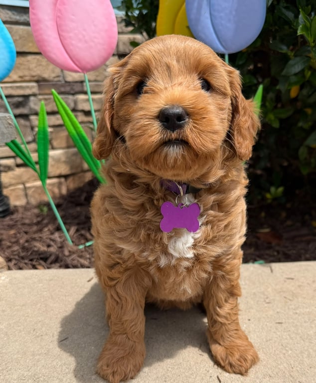 Purple Collar, an Australian Labradoodle from Tarheel Labradoodles based in Troutman, North Carolina, an Australian Labradoodle silver paw, ALAA certified breeder.