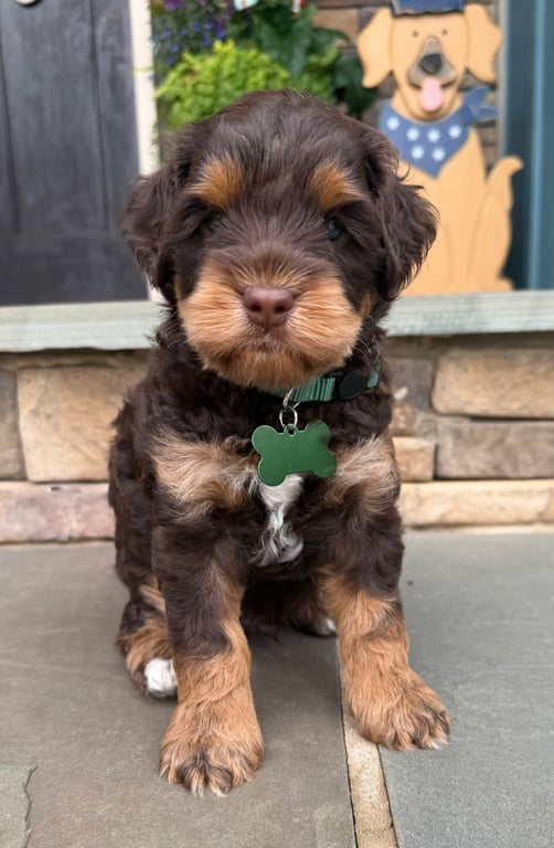 Green Collar, an Australian Labradoodle from Tarheel Labradoodles based in Troutman, North Carolina, an Australian Labradoodle silver paw, ALAA certified breeder.