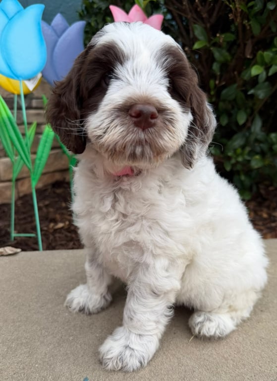 Light Pink Collar, an Australian Labradoodle from Tarheel Labradoodles based in Troutman, North Carolina, an Australian Labradoodle silver paw, ALAA certified breeder.