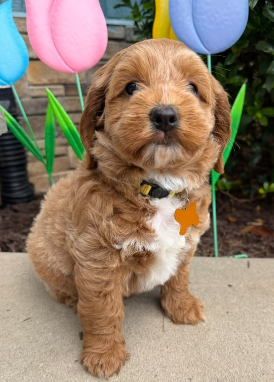 Yellow Collar, an Australian Labradoodle from Tarheel Labradoodles based in Troutman, North Carolina, an Australian Labradoodle silver paw, ALAA certified breeder.