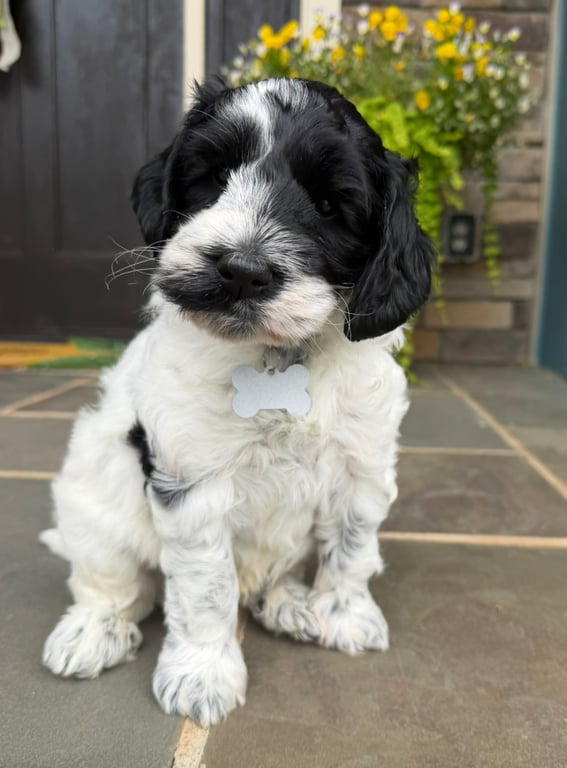 Gray Collar, an Australian Labradoodle from Tarheel Labradoodles based in Troutman, North Carolina, an Australian Labradoodle silver paw, ALAA certified breeder.
