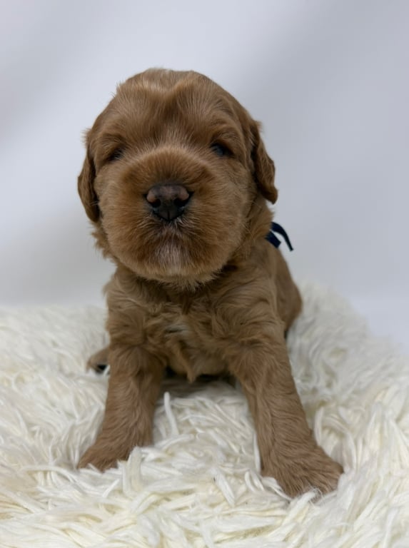 Blue Collar, an Australian Labradoodle from Tarheel Labradoodles based in Troutman, North Carolina, an Australian Labradoodle silver paw, ALAA certified breeder.