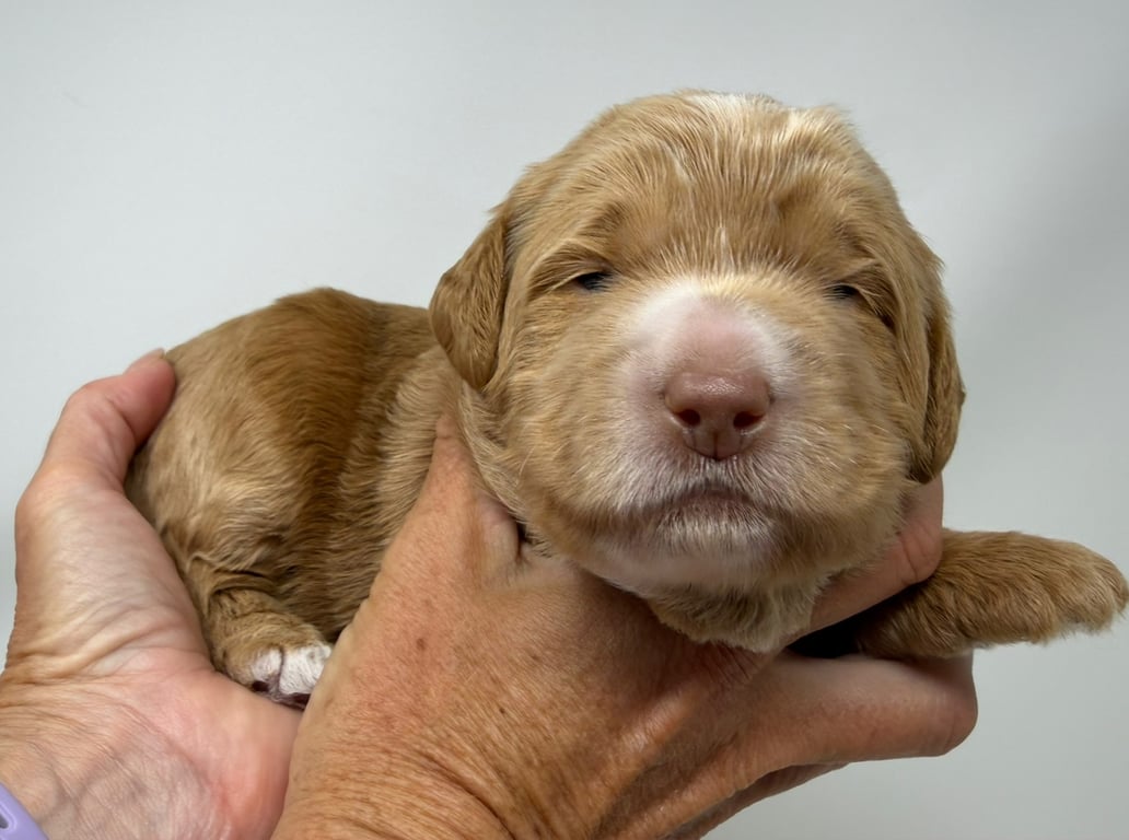 Red Collar, an Australian Labradoodle from Tarheel Labradoodles based in Troutman, North Carolina, an Australian Labradoodle silver paw, ALAA certified breeder.