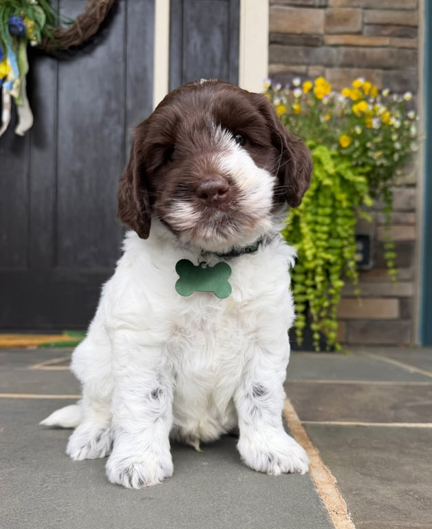 Green Collar, an Australian Labradoodle from Tarheel Labradoodles based in Troutman, North Carolina, an Australian Labradoodle silver paw, ALAA certified breeder.