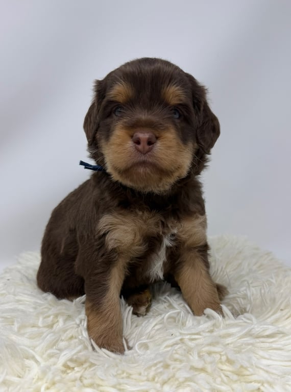 Blue Collar, an Australian Labradoodle from Tarheel Labradoodles based in Troutman, North Carolina, an Australian Labradoodle silver paw, ALAA certified breeder.