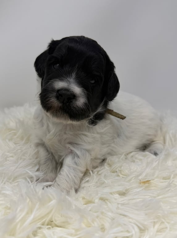 Teal Collar, an Australian Labradoodle from Tarheel Labradoodles based in Troutman, North Carolina, an Australian Labradoodle silver paw, ALAA certified breeder.