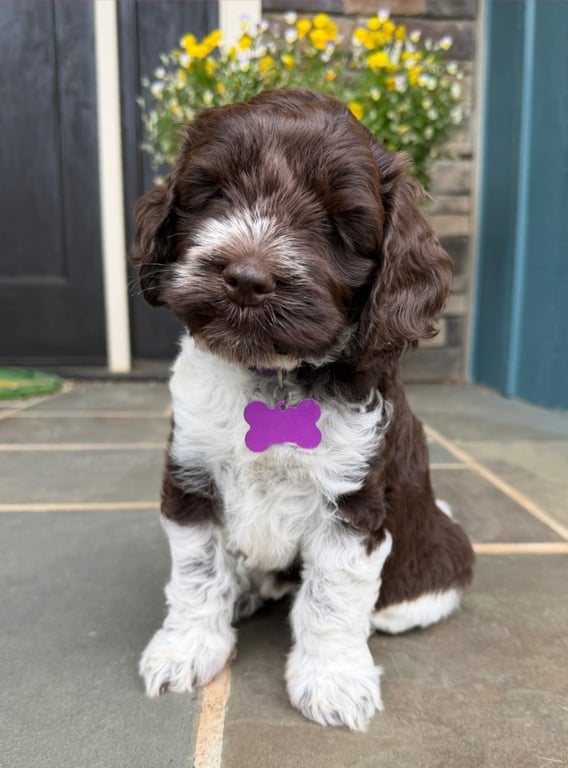 Purple Collar, an Australian Labradoodle from Tarheel Labradoodles based in Troutman, North Carolina, an Australian Labradoodle silver paw, ALAA certified breeder.
