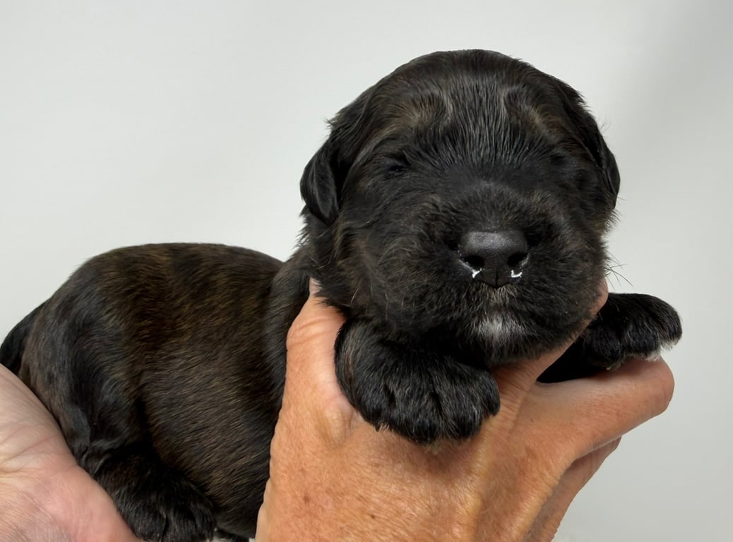 Green Collar, an Australian Labradoodle from Tarheel Labradoodles based in Troutman, North Carolina, an Australian Labradoodle silver paw, ALAA certified breeder.