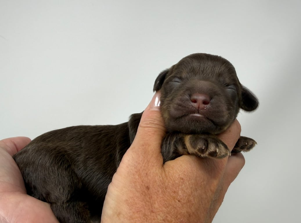 Black Collar, an Australian Labradoodle from Tarheel Labradoodles based in Troutman, North Carolina, an Australian Labradoodle silver paw, ALAA certified breeder.