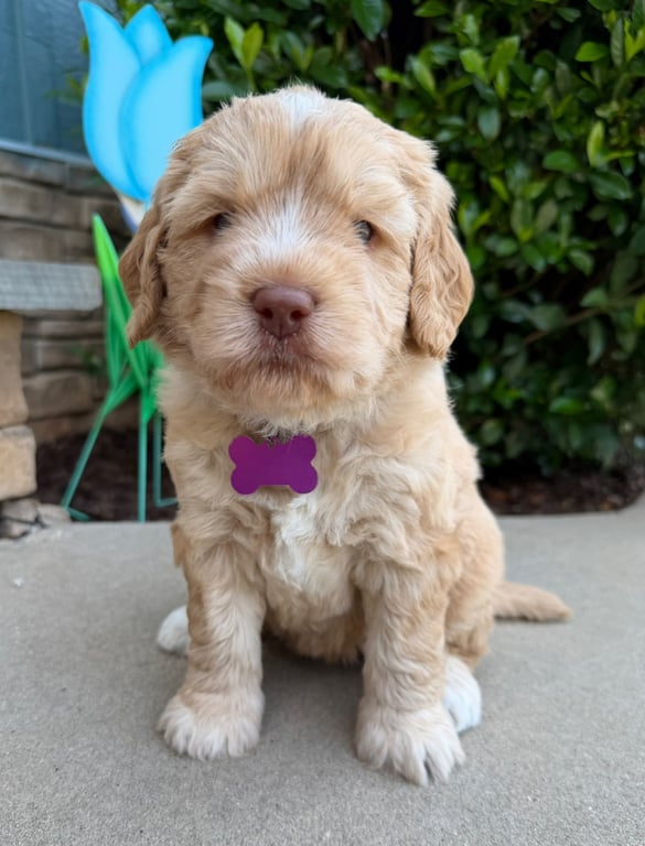 Purple Collar, an Australian Labradoodle from Tarheel Labradoodles based in Troutman, North Carolina, an Australian Labradoodle silver paw, ALAA certified breeder.