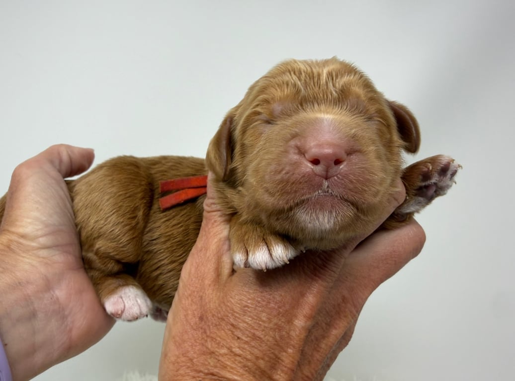 Orange Collar, an Australian Labradoodle from Tarheel Labradoodles based in Troutman, North Carolina, an Australian Labradoodle silver paw, ALAA certified breeder.