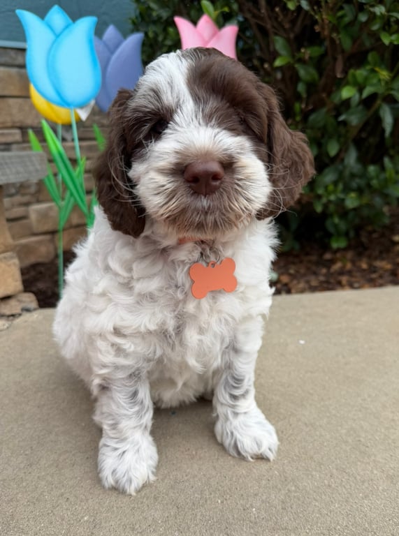 Orange Collar, an Australian Labradoodle from Tarheel Labradoodles based in Troutman, North Carolina, an Australian Labradoodle silver paw, ALAA certified breeder.