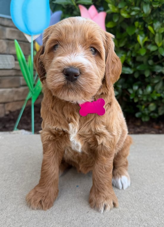 Pink Collar, an Australian Labradoodle from Tarheel Labradoodles based in Troutman, North Carolina, an Australian Labradoodle silver paw, ALAA certified breeder.