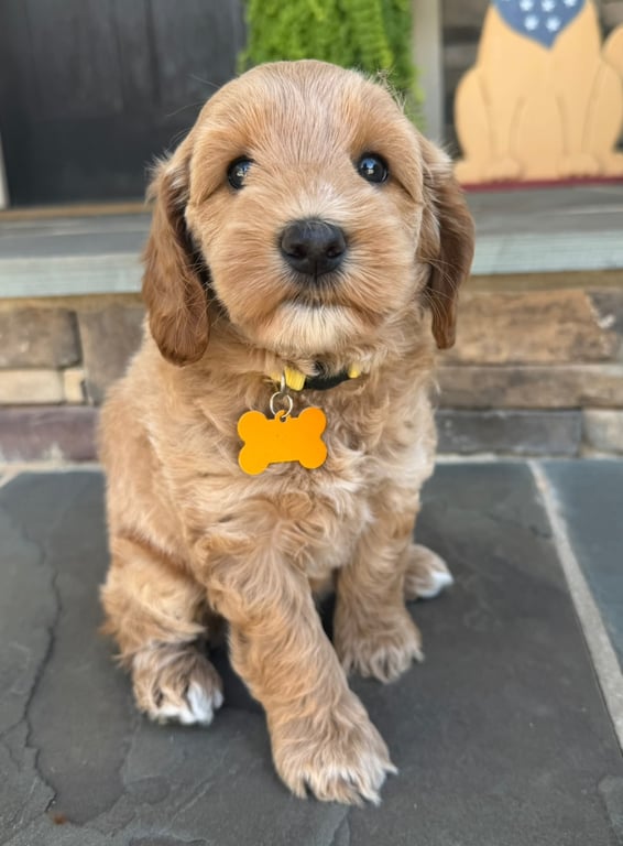 Yellow Collar, an Australian Labradoodle from Tarheel Labradoodles based in Troutman, North Carolina, an Australian Labradoodle silver paw, ALAA certified breeder.