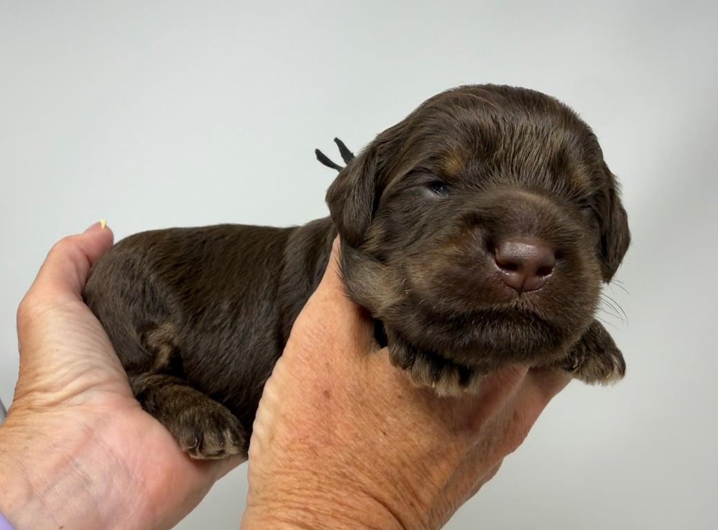 Black Collar, an Australian Labradoodle from Tarheel Labradoodles based in Troutman, North Carolina, an Australian Labradoodle silver paw, ALAA certified breeder.