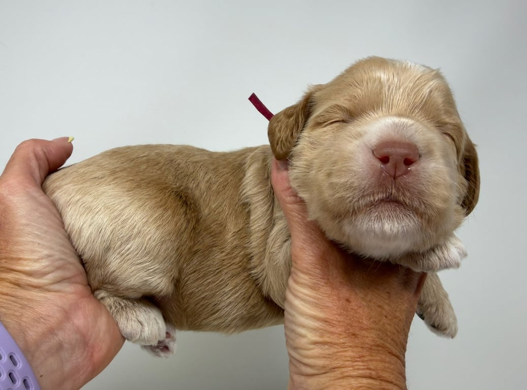 Pink Collar, an Australian Labradoodle from Tarheel Labradoodles based in Troutman, North Carolina, an Australian Labradoodle silver paw, ALAA certified breeder.