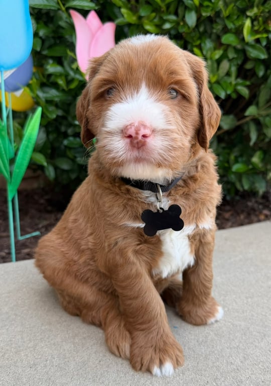 Black Collar, an Australian Labradoodle from Tarheel Labradoodles based in Troutman, North Carolina, an Australian Labradoodle silver paw, ALAA certified breeder.