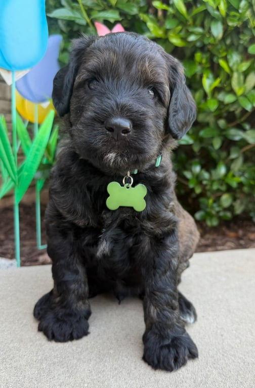 Green Collar, an Australian Labradoodle from Tarheel Labradoodles based in Troutman, North Carolina, an Australian Labradoodle silver paw, ALAA certified breeder.