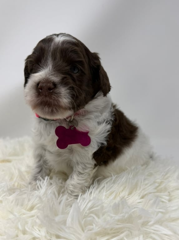 Pink Collar, an Australian Labradoodle from Tarheel Labradoodles based in Troutman, North Carolina, an Australian Labradoodle silver paw, ALAA certified breeder.