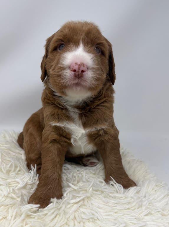 Black Collar, an Australian Labradoodle from Tarheel Labradoodles based in Troutman, North Carolina, an Australian Labradoodle silver paw, ALAA certified breeder.